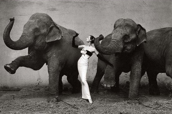 تاریخچه عکاسی مد برند دیور و فیل ها